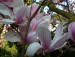 100_8936.JPG - magnolie již pomalu odkvétá